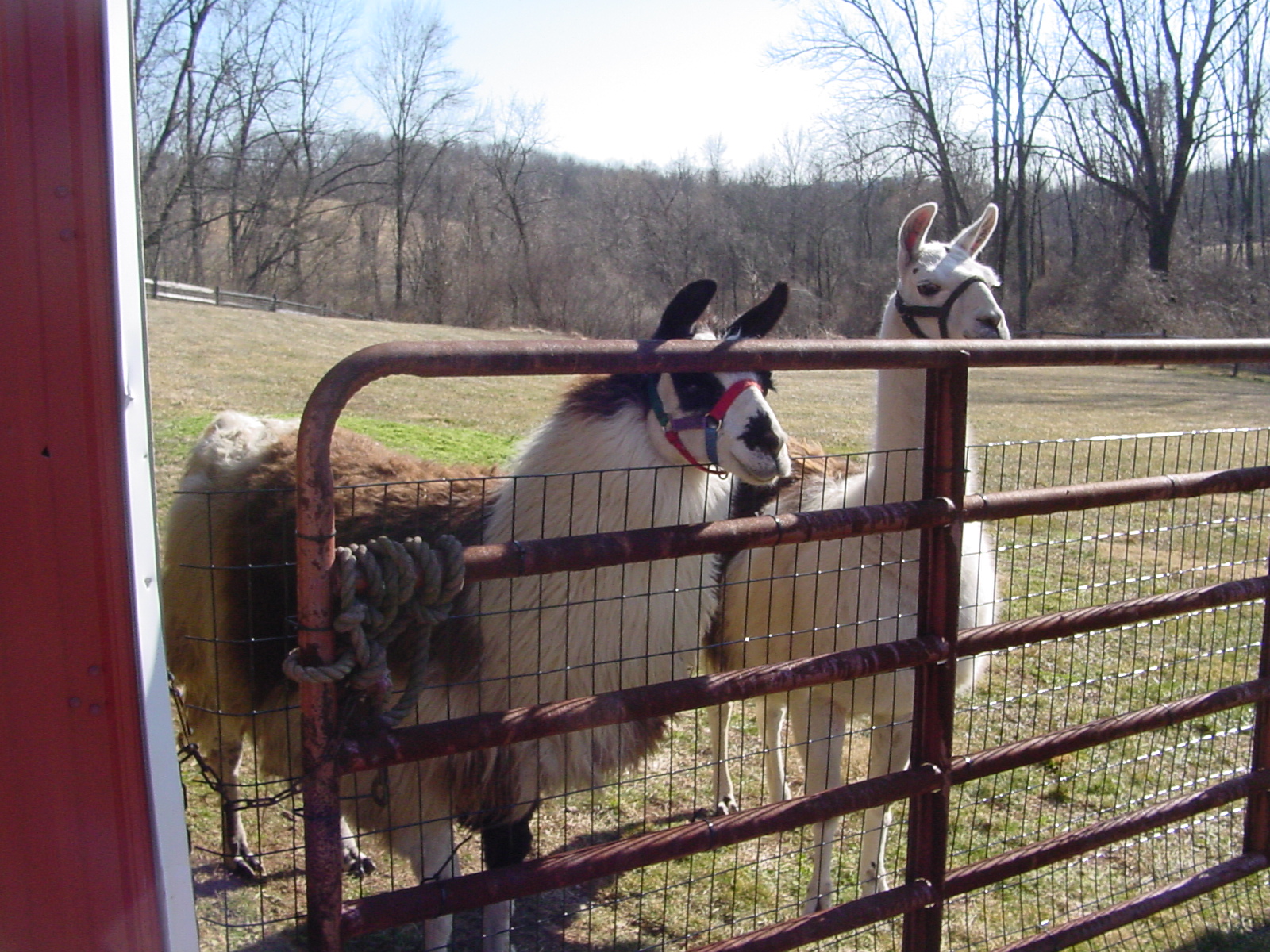 Cory, Comanche (pictured to the left) and Julie (pictured below) are a llama family.  Comanche is the offspring of Julie and Cory, and all three lived with their owners all their lives.  When their primary caregiver passed away and the property was put up for sale, the surviving owner reached out to find a suitable home.  We added this family to our herd so that they could remain together to live out their lives. 